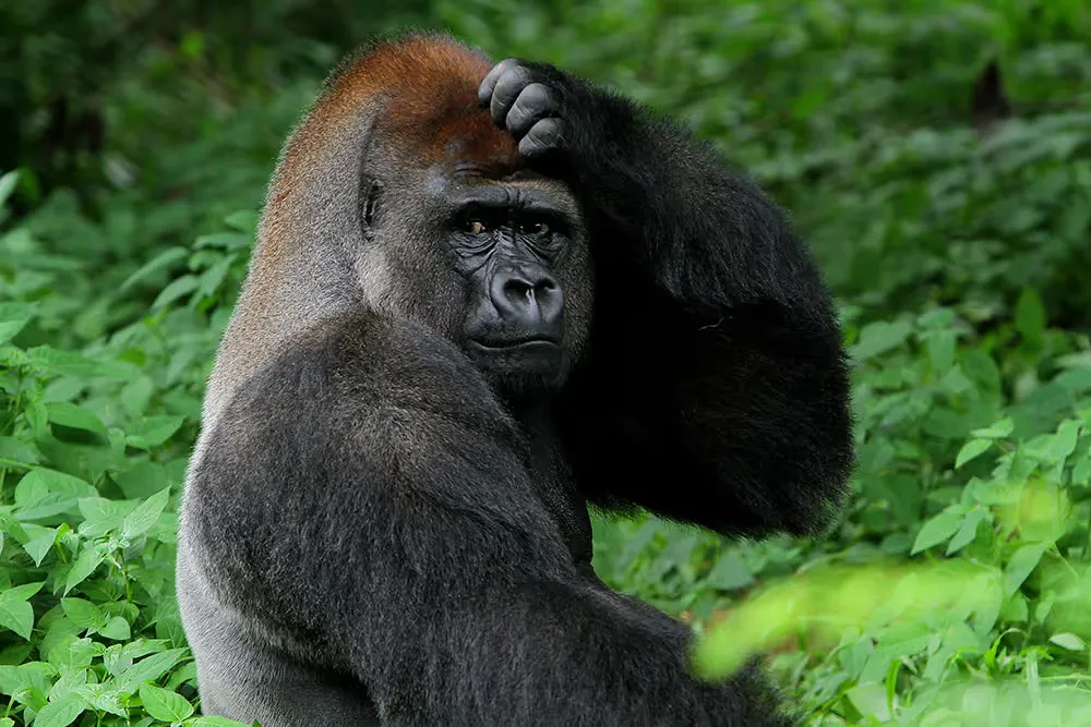 Silverback gorilla scratching its head