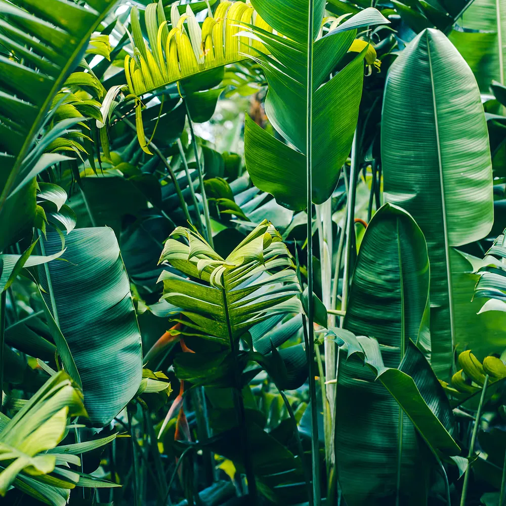 Lush jungle foliage surrounding The Jungle FAQ series