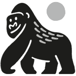 Mukunda the silverback gorilla walking